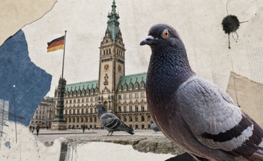 Stadttauben im deutschen Recht: Welche Pflichten haben Kommunen?
