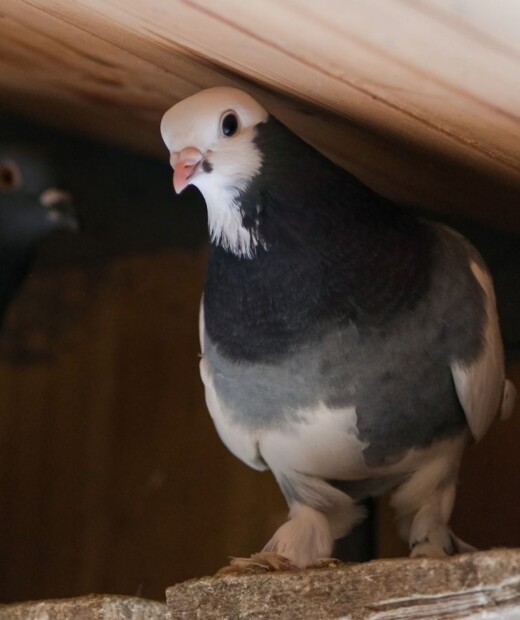 Descendants of Domesticated and Racing Pigeons