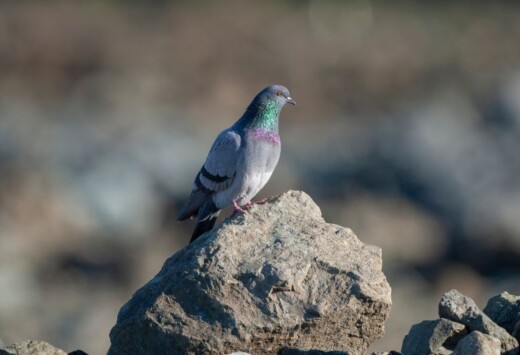 Origins of Urban Pigeons